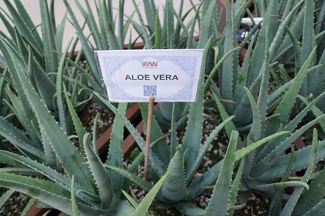 označení aloe