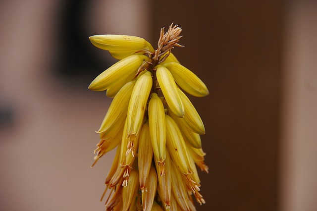 rostlina aloe
