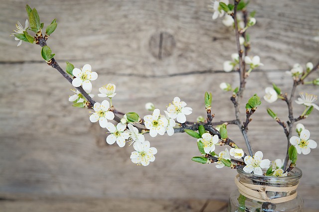 větvičky s bílými květy třešní